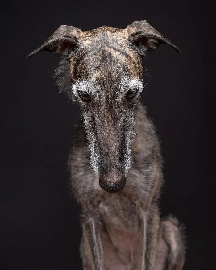 49 Expressive Pet Photos By Elke Vogelsang That Perfectly Capture Dogs’ Personalities