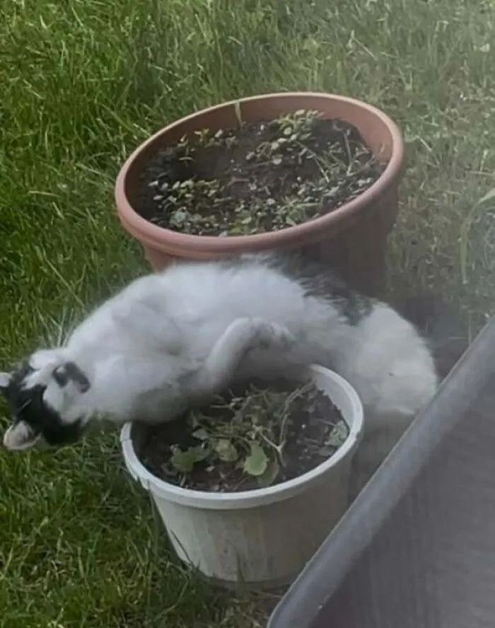 He Ate The Catnip In My Tea Garden Pots, And Slid All Over The Pots Like Floppy Jello. No Tea For Me