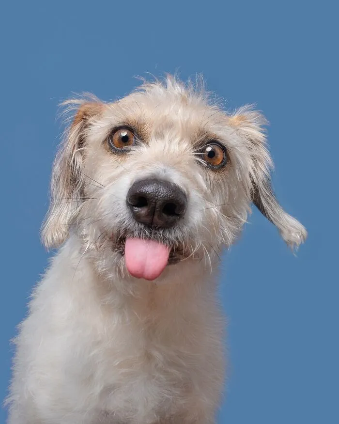 49 Expressive Pet Photos By Elke Vogelsang That Perfectly Capture Dogs’ Personalities