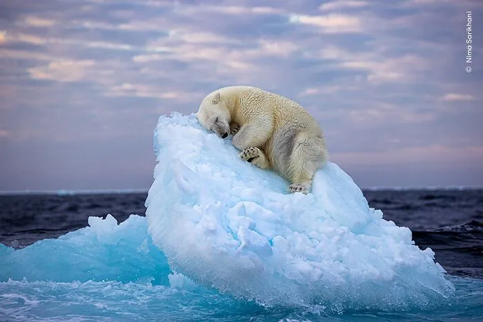 50 Jaw-Dropping Wildlife Photos From The People’s Choice Award