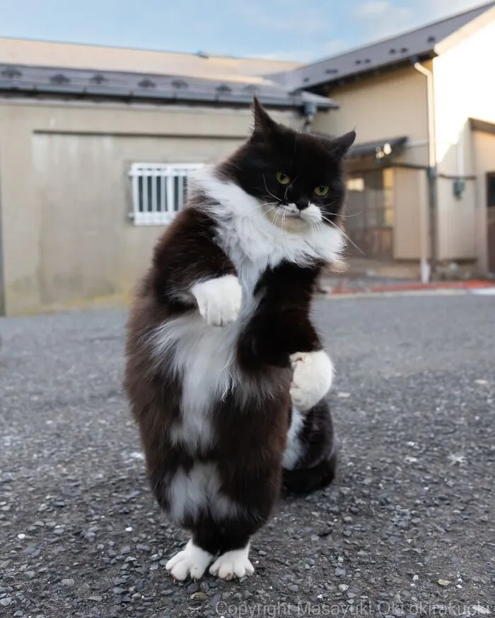 Japanese Street Cats Are Back With 43 New Photos Full Of Chaos And Charm