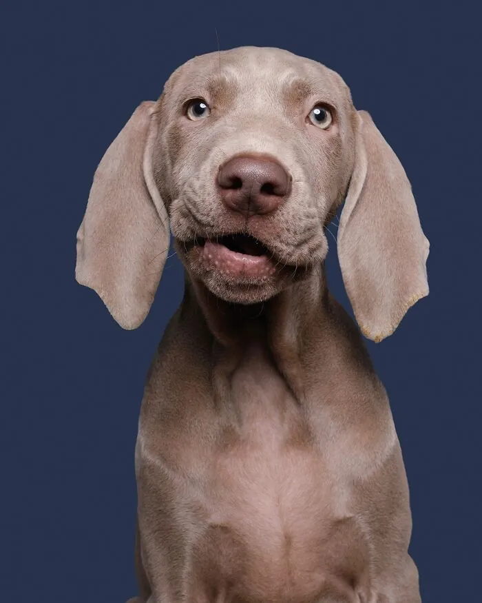49 Expressive Pet Photos By Elke Vogelsang That Perfectly Capture Dogs’ Personalities