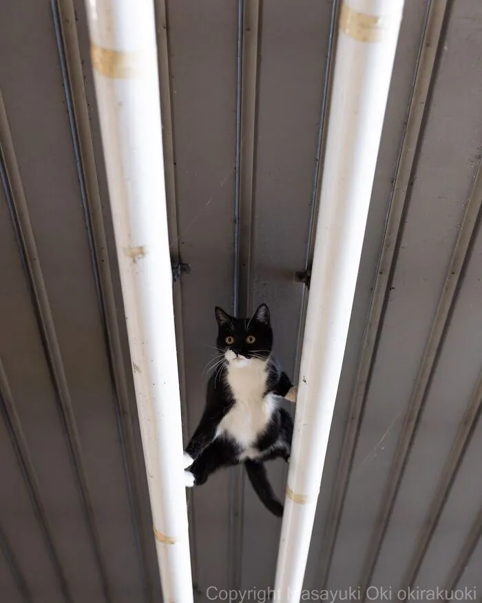 Japanese Street Cats Are Back With 43 New Photos Full Of Chaos And Charm