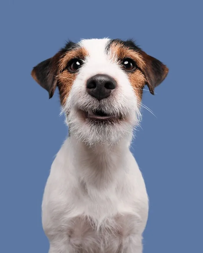49 Expressive Pet Photos By Elke Vogelsang That Perfectly Capture Dogs’ Personalities