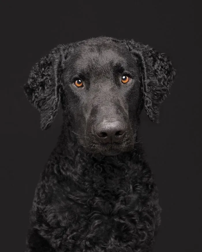 49 Expressive Pet Photos By Elke Vogelsang That Perfectly Capture Dogs’ Personalities