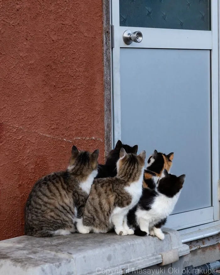 Japanese Street Cats Are Back With 43 New Photos Full Of Chaos And Charm