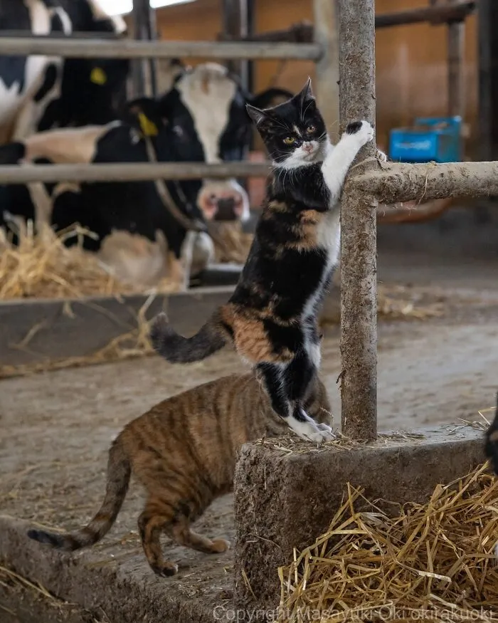 Japanese Street Cats Are Back With 43 New Photos Full Of Chaos And Charm