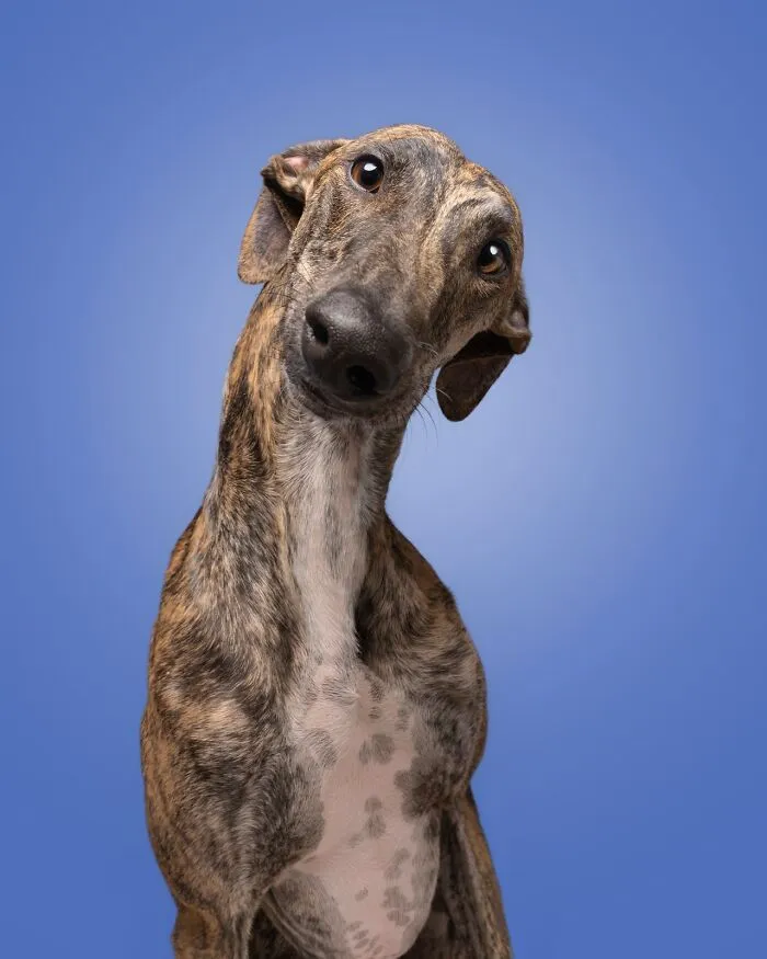 49 Expressive Pet Photos By Elke Vogelsang That Perfectly Capture Dogs’ Personalities