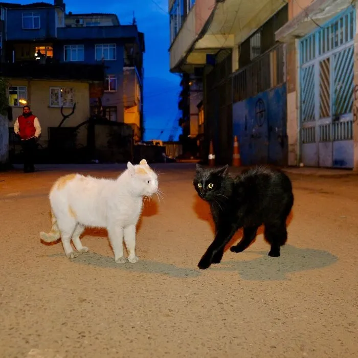 This Photographer Documents Street Cats, And Here Are His 30 Best Shots