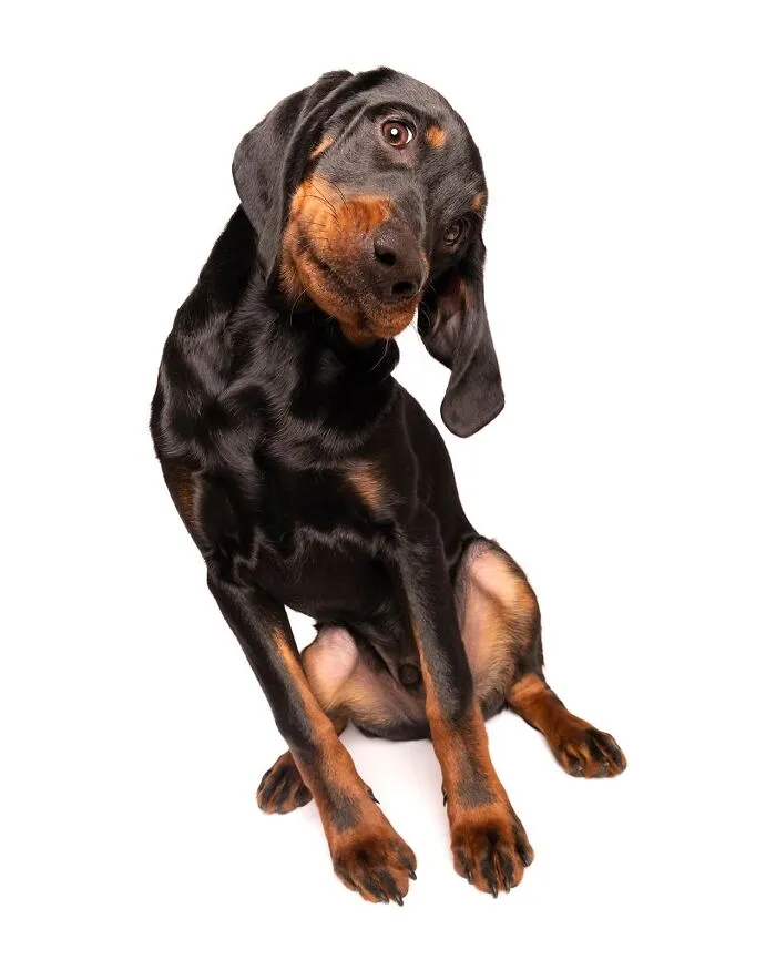 49 Expressive Pet Photos By Elke Vogelsang That Perfectly Capture Dogs’ Personalities
