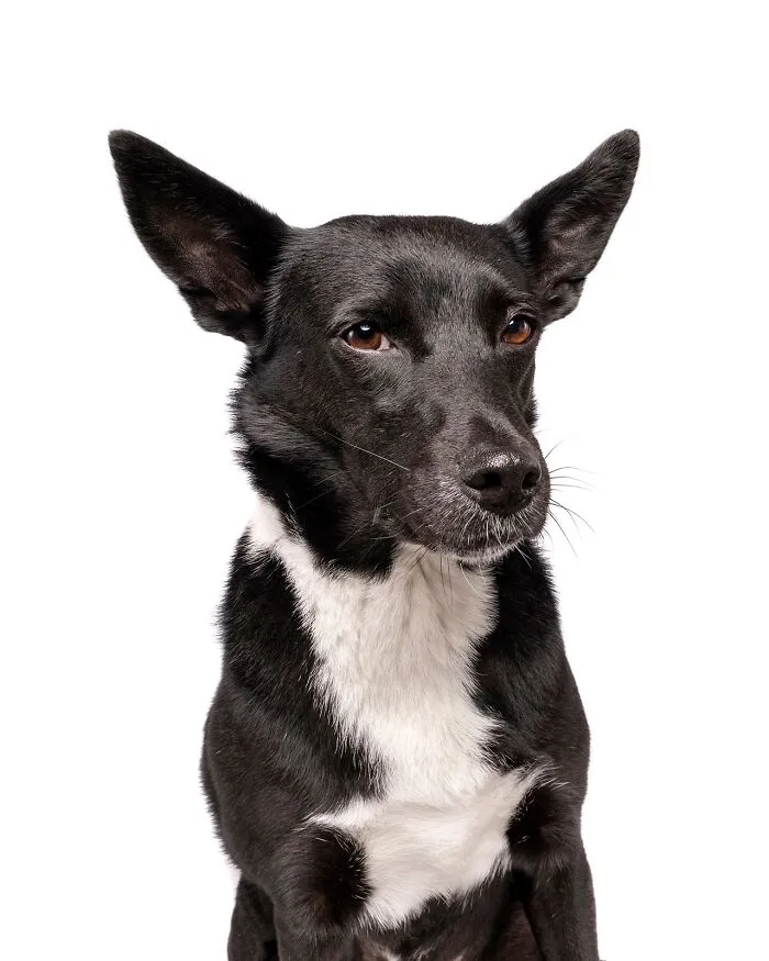 49 Expressive Pet Photos By Elke Vogelsang That Perfectly Capture Dogs’ Personalities
