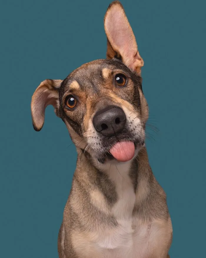 49 Expressive Pet Photos By Elke Vogelsang That Perfectly Capture Dogs’ Personalities