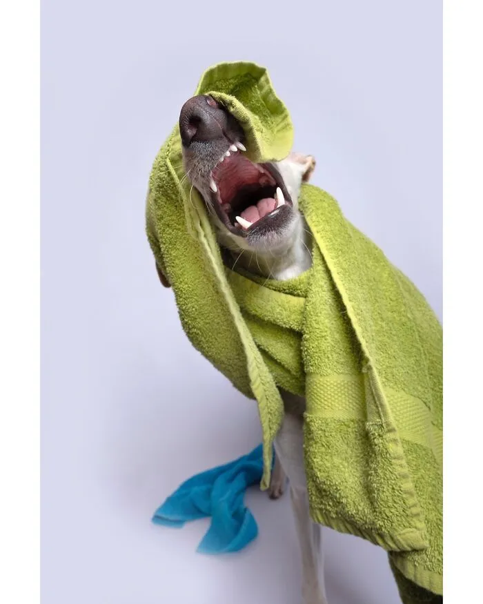 49 Expressive Pet Photos By Elke Vogelsang That Perfectly Capture Dogs’ Personalities
