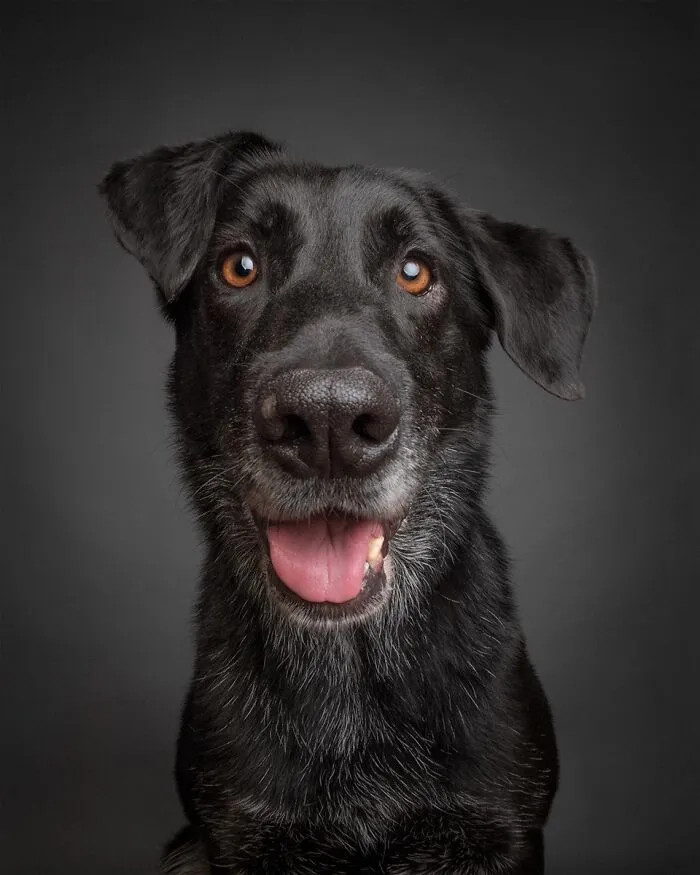 49 Expressive Pet Photos By Elke Vogelsang That Perfectly Capture Dogs’ Personalities