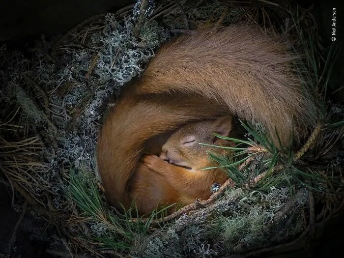 50 Jaw-Dropping Wildlife Photos From The People’s Choice Award