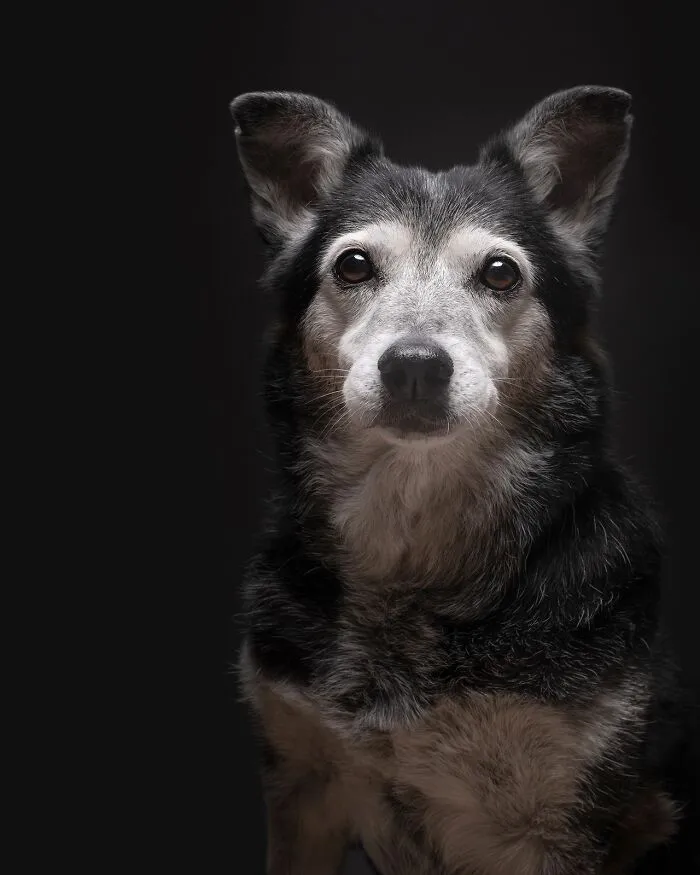 49 Expressive Pet Photos By Elke Vogelsang That Perfectly Capture Dogs’ Personalities