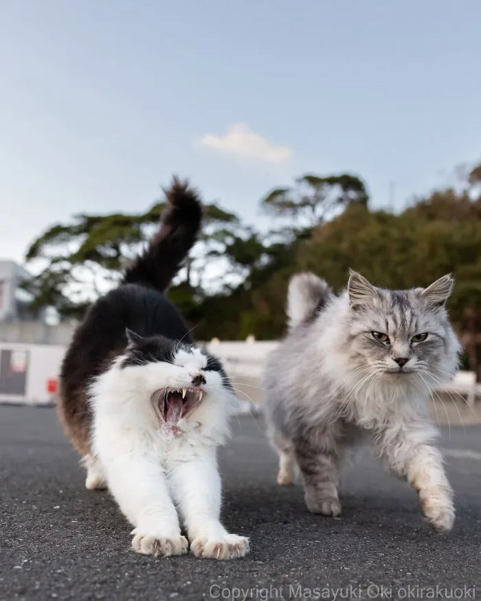 Japanese Street Cats Are Back With 43 New Photos Full Of Chaos And Charm