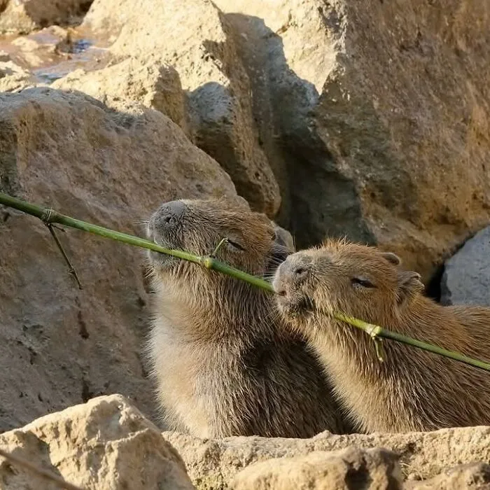 This Community Shares Wholesome Capybara Content, And Here Are 75 Of Their Best Pics