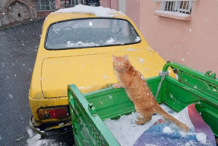 This Photographer Documents Street Cats, And Here Are His 30 Best Shots