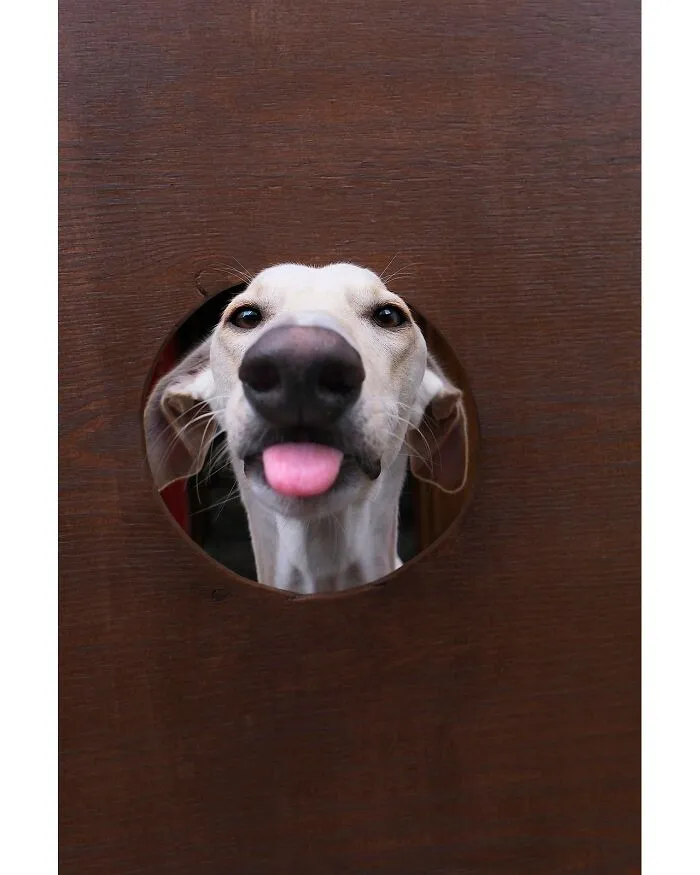 49 Expressive Pet Photos By Elke Vogelsang That Perfectly Capture Dogs’ Personalities