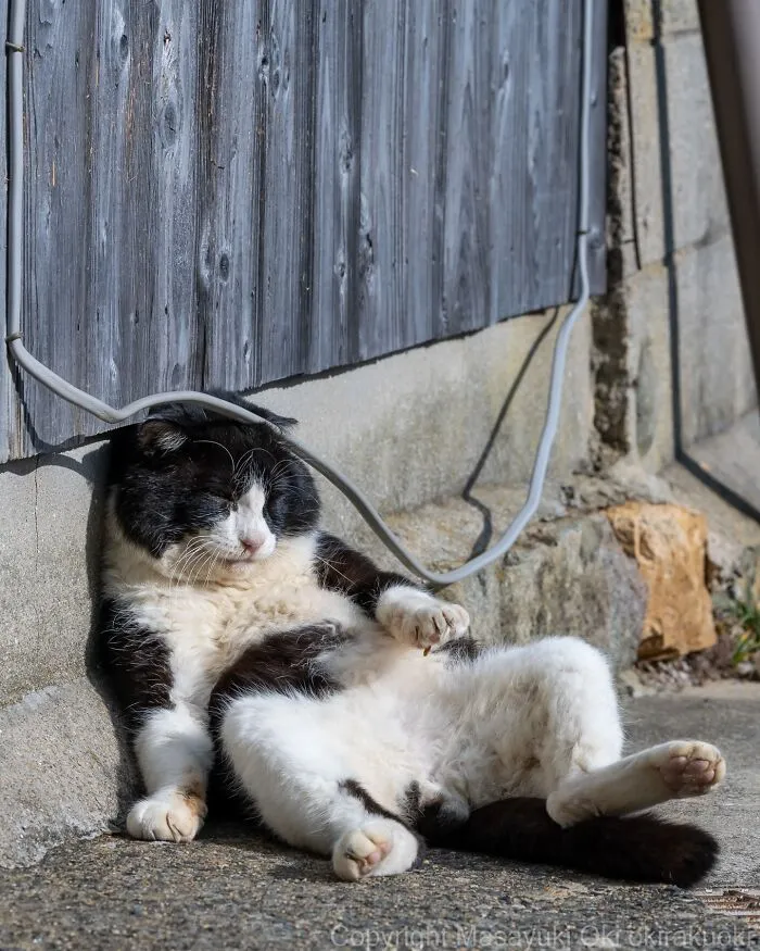 Japanese Street Cats Are Back With 43 New Photos Full Of Chaos And Charm