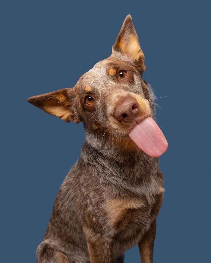 49 Expressive Pet Photos By Elke Vogelsang That Perfectly Capture Dogs’ Personalities