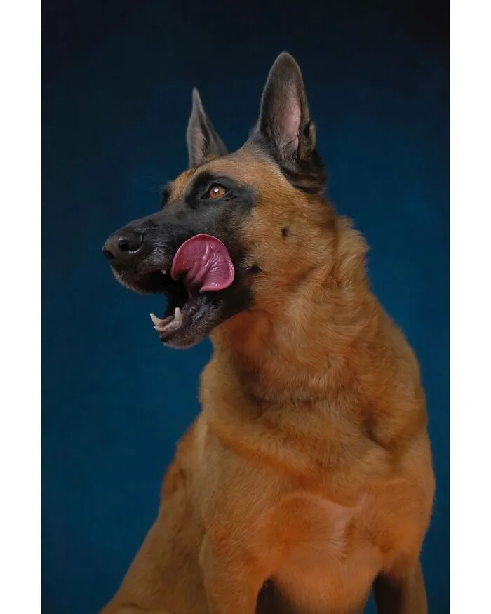 49 Expressive Pet Photos By Elke Vogelsang That Perfectly Capture Dogs’ Personalities