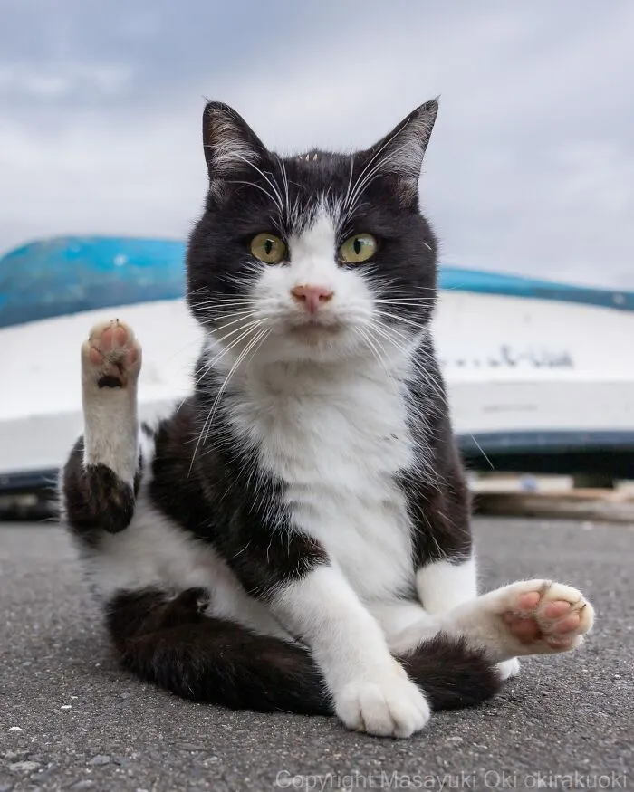 Japanese Street Cats Are Back With 43 New Photos Full Of Chaos And Charm