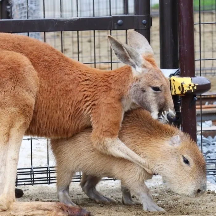 A red kangaroo interacting closely with an adorable capybara in an outdoor enclosure setting.