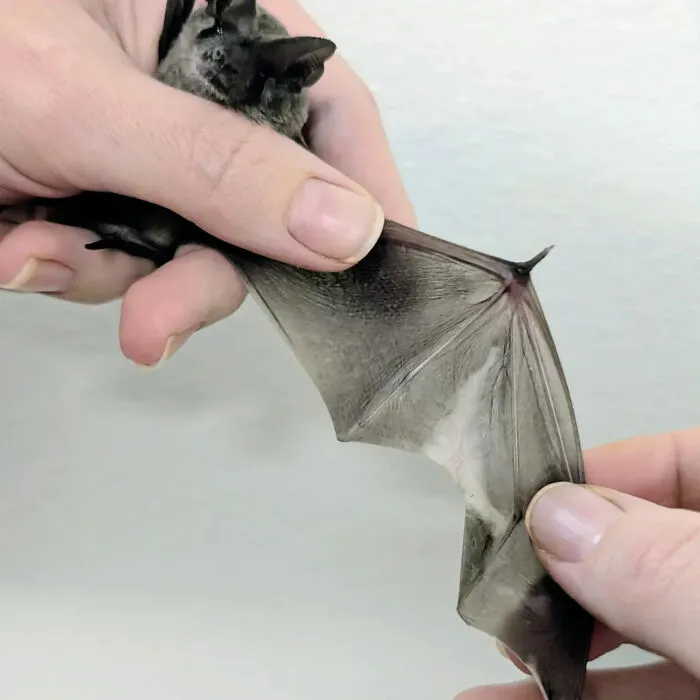 35 Photos Of Rescued Bats That Prove These Animals Are Full Of Personality