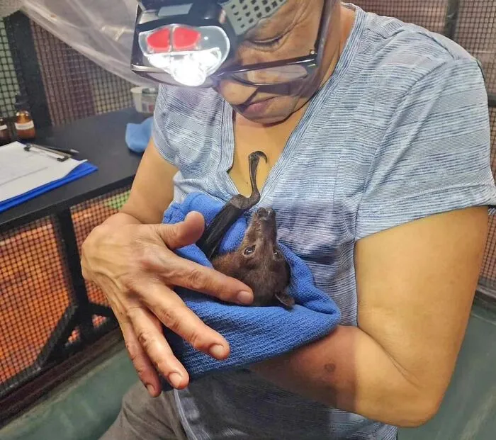 35 Photos Of Rescued Bats That Prove These Animals Are Full Of Personality