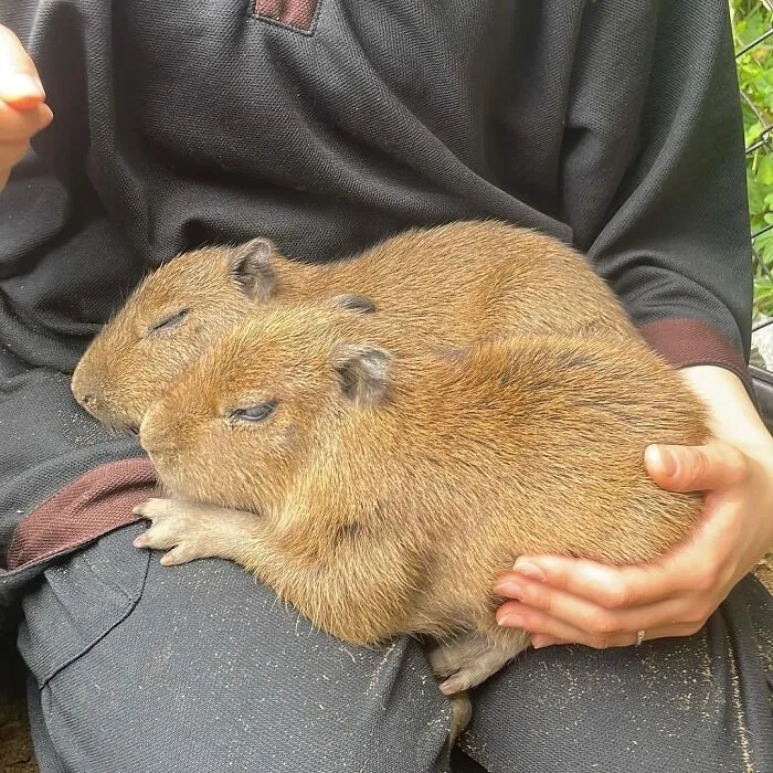 Two adorable capybara babies resting on a person's lap, showcasing cute and cuddly animal photos.