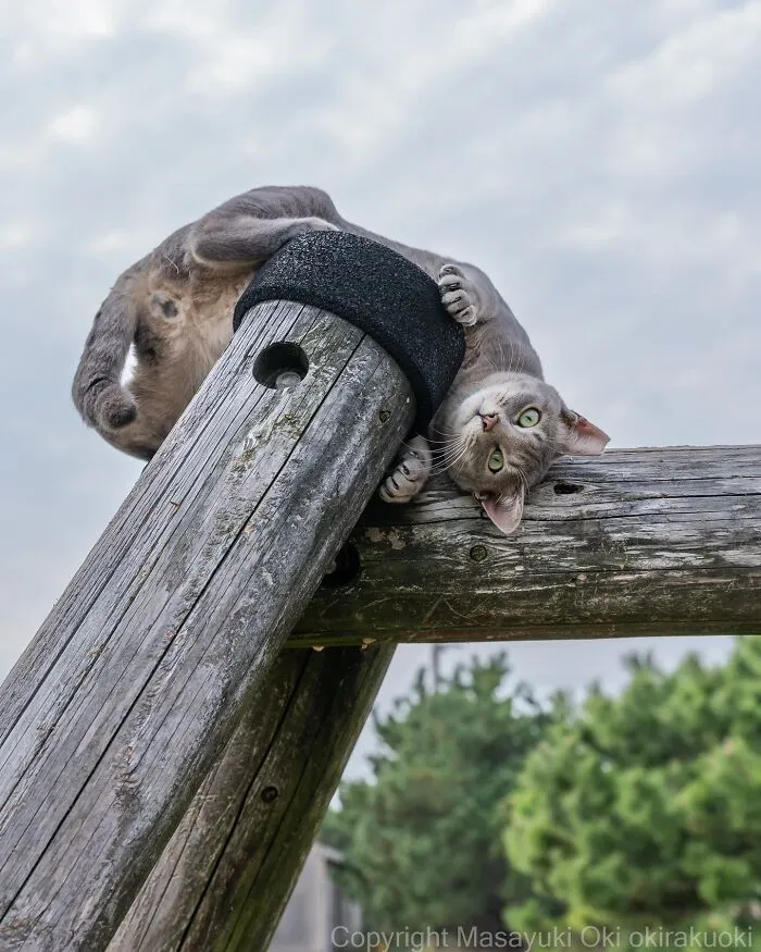 Japanese Street Cats Are Back With 43 New Photos Full Of Chaos And Charm