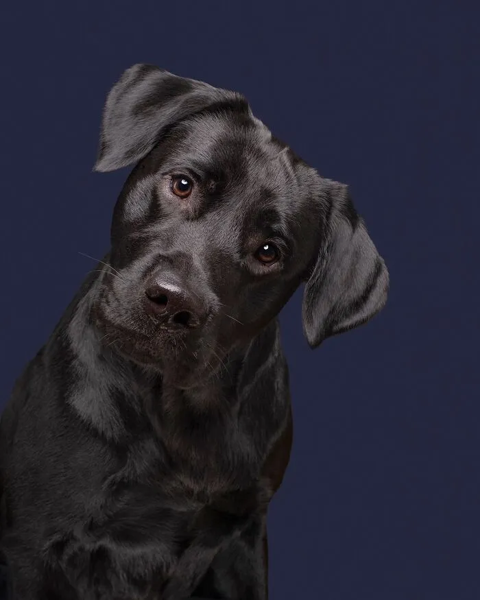 49 Expressive Pet Photos By Elke Vogelsang That Perfectly Capture Dogs’ Personalities