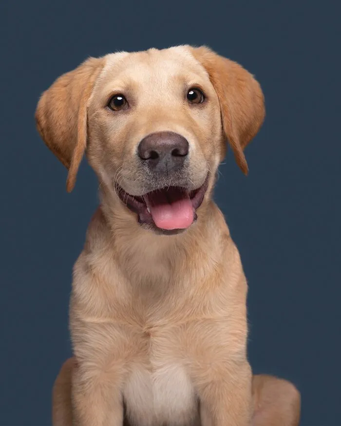49 Expressive Pet Photos By Elke Vogelsang That Perfectly Capture Dogs’ Personalities