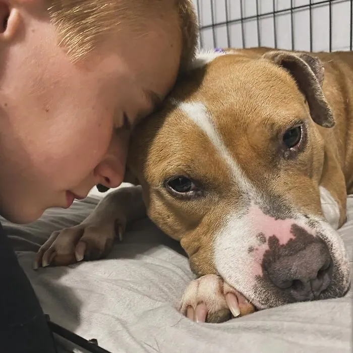 Teen With A Mission: 30 Dogs Whose Lives Were Changed By One Boy