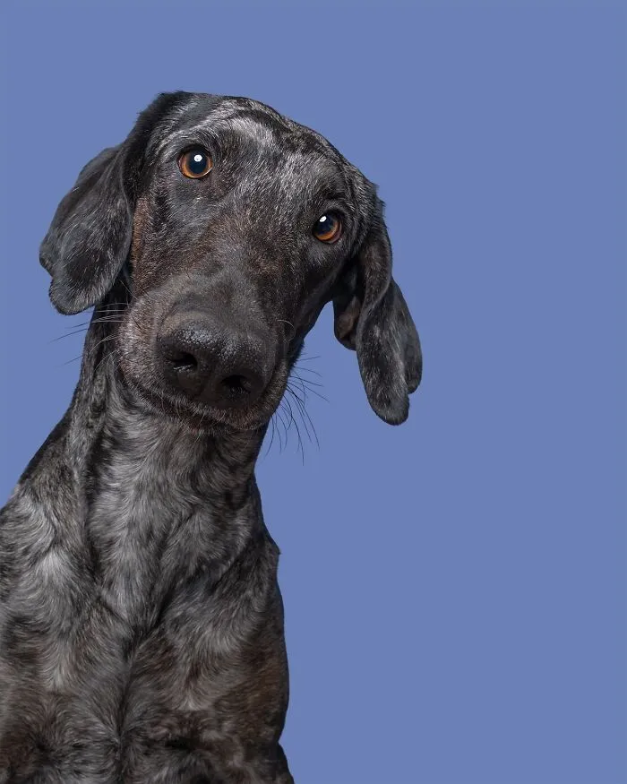 49 Expressive Pet Photos By Elke Vogelsang That Perfectly Capture Dogs’ Personalities