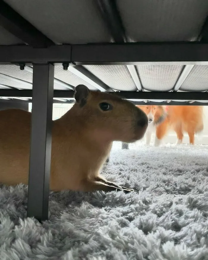 Capybara resting under a bed on a soft carpet with a dog standing in the background in a cozy indoor setting
