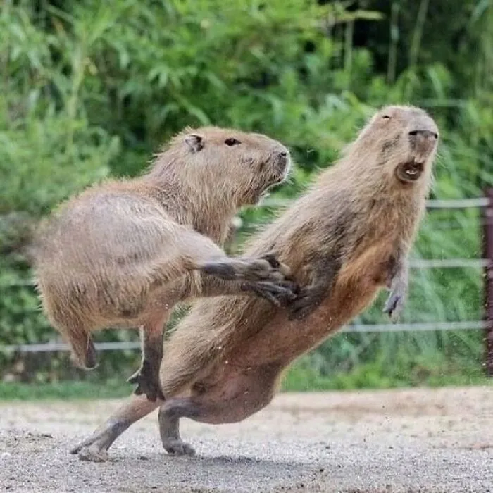 Two adorable capybaras playfully interacting outdoors with green foliage in the background in a lively moment.