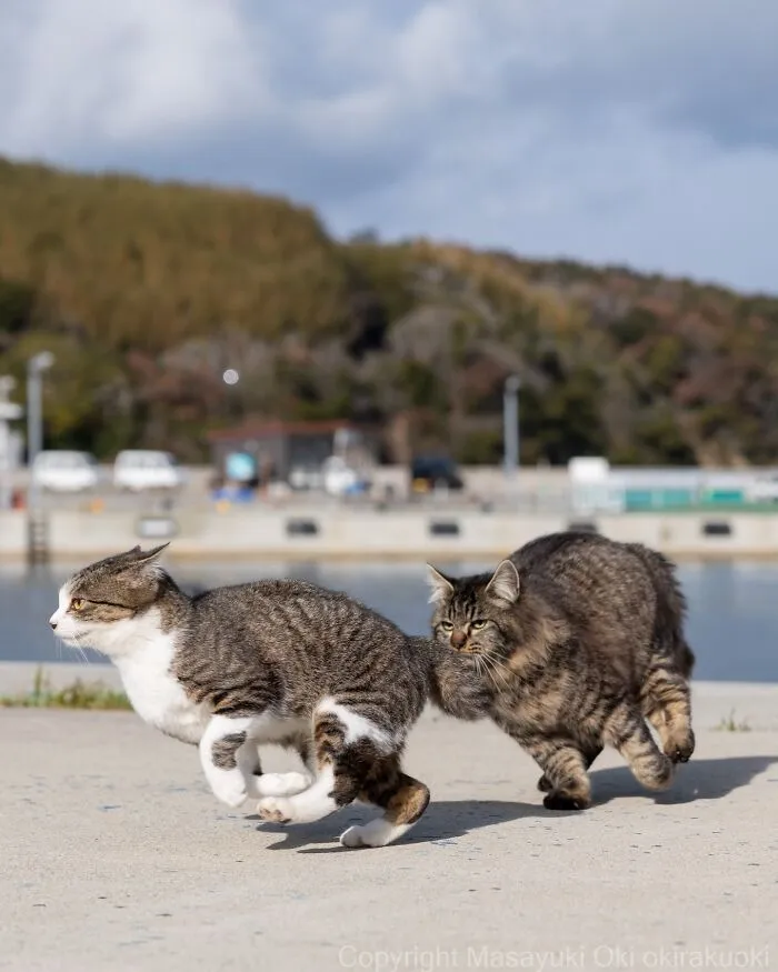 Japanese Street Cats Are Back With 43 New Photos Full Of Chaos And Charm