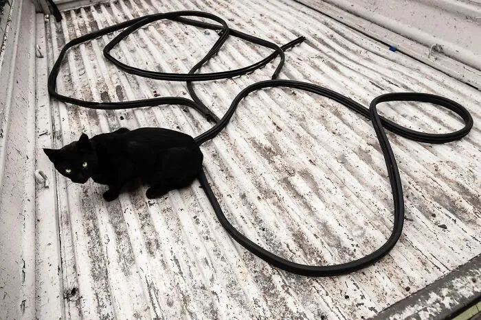 This Photographer Documents Street Cats, And Here Are His 30 Best Shots