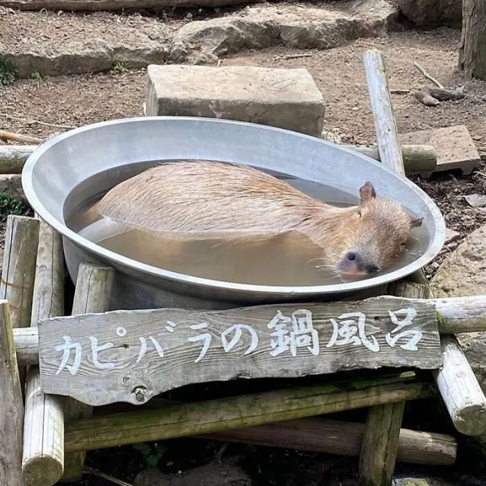 Capybara relaxing in a round metal basin filled with water, showcasing adorable capybara photos.