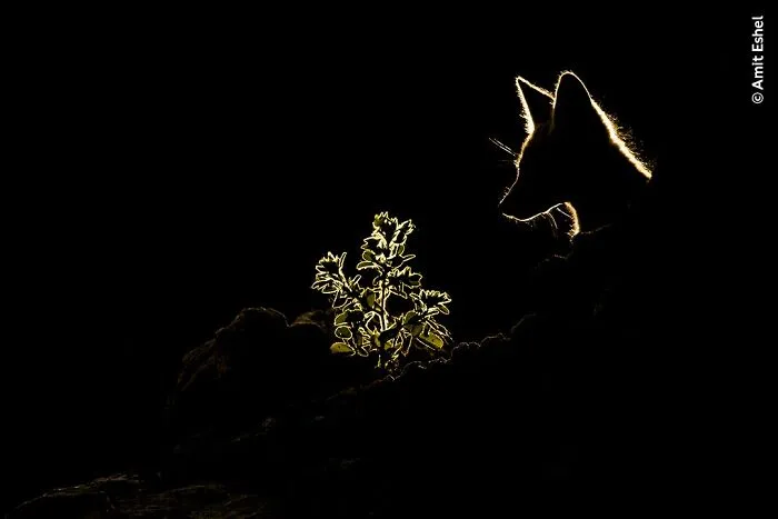50 Jaw-Dropping Wildlife Photos From The People’s Choice Award