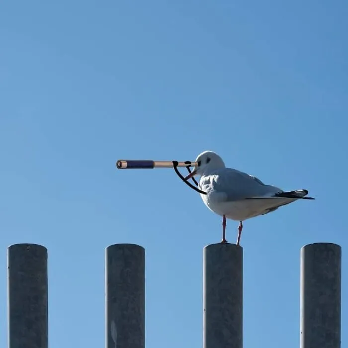 These Real-World Photos Get Tiny Doodles, And Everything Suddenly Looks Alive (77 Pics)