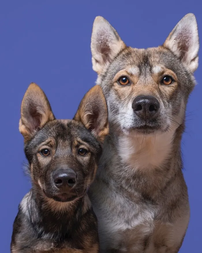 49 Expressive Pet Photos By Elke Vogelsang That Perfectly Capture Dogs’ Personalities