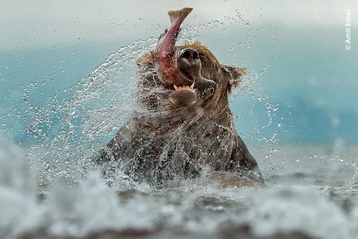 50 Jaw-Dropping Wildlife Photos From The People’s Choice Award
