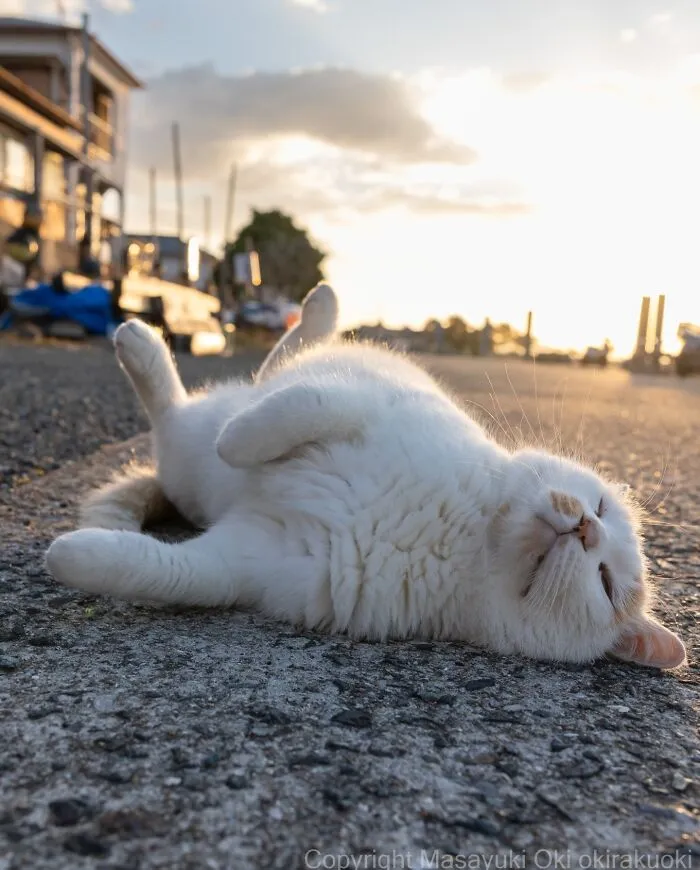 Japanese Street Cats Are Back With 43 New Photos Full Of Chaos And Charm