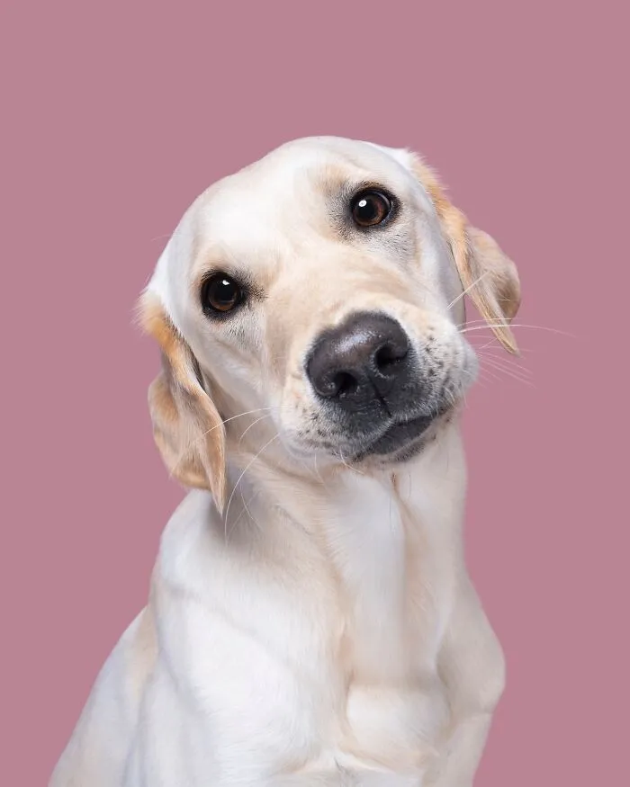 49 Expressive Pet Photos By Elke Vogelsang That Perfectly Capture Dogs’ Personalities