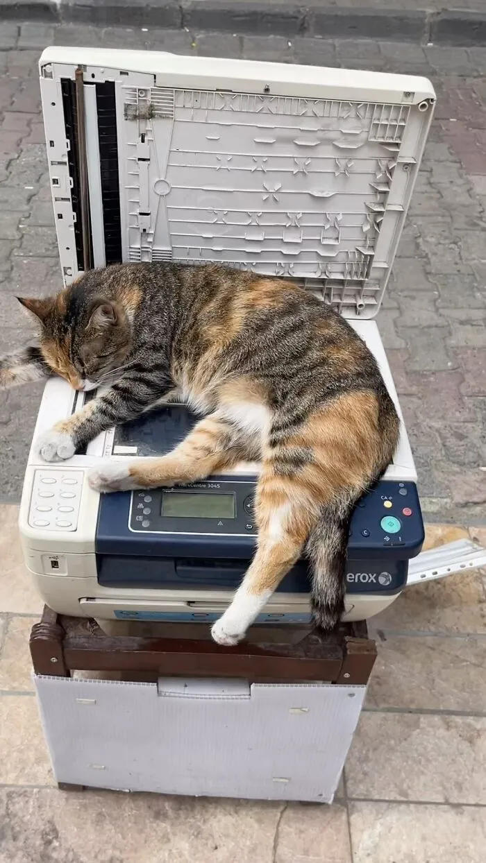 This Photographer Documents Street Cats, And Here Are His 30 Best Shots