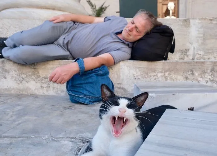 This Photographer Documents Street Cats, And Here Are His 30 Best Shots